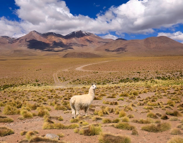 Altiplano boliviano